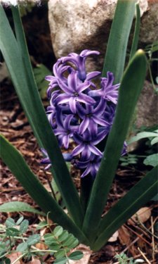 hyacinth