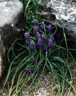 grape hyacinths