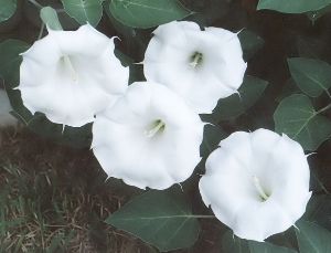 jimsonweed blossoms