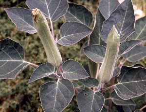 jimsonweed buds