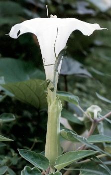 praying mantis on jimsonweed blossom