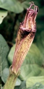 double purple moonflower blossom just before opening