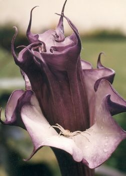 crab spider on double purple moonflower blossom