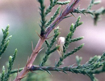 crab spider hiding on ash juniper branch