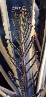 kalanchoe with variegated century plant