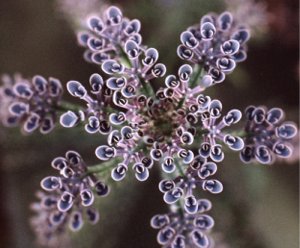 top view of kalanchoe showing young plants ready to drop