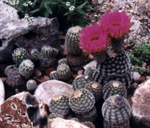 lace cactus blooming