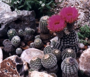 lace cactus blooming