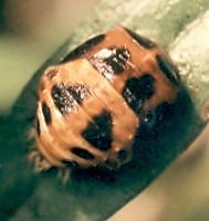 multi-colored Asian ladybird beetle pupa