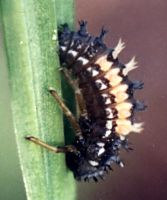 multi-colored Asian ladybird beetle larva ready to pupate