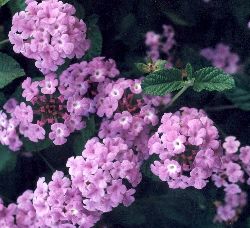 purple trailing lantana