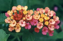 lantana