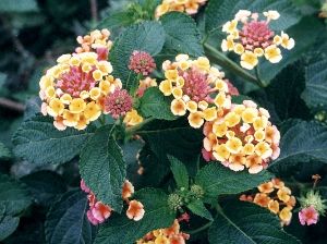 lantana