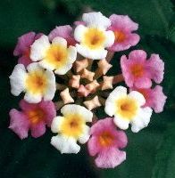 lantana