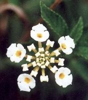 lantana