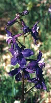 purple larkspur