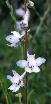 prairie larkspur