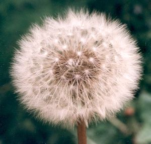 dandelion seed head