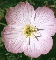 showy evening primrose