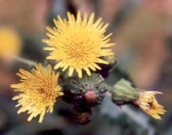 sow thistle