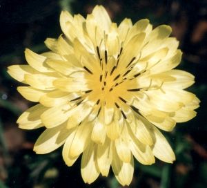 Texas dandelion