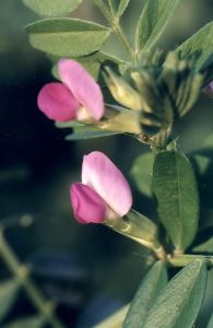 common vetch