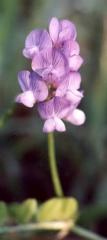 deer pea vetch