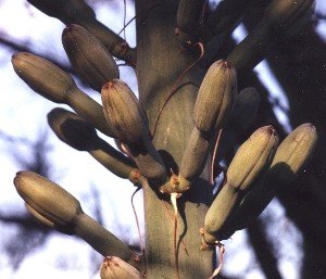 lechuguilla buds