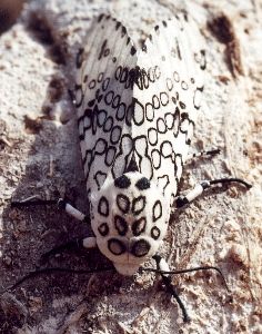 leopard moth