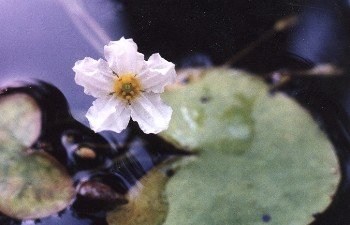 fairy water lily
