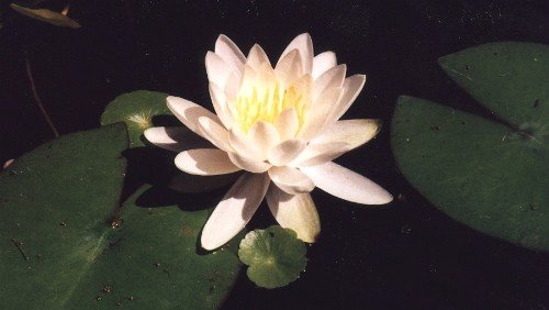 white water lily & pennywort
