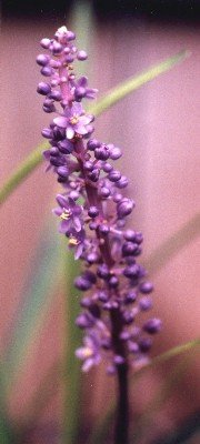 clumping liriope blossoms