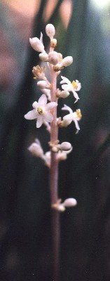 creeping liriope blossoms