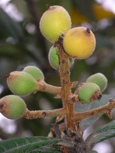 loquat fruit