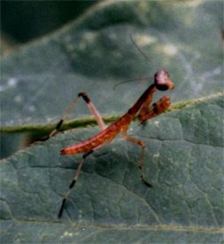 newly hatched praying mantis