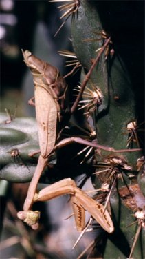 praying mantis on cholla