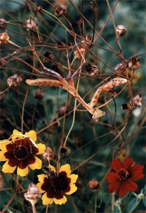 young praying mantis in plains coreopsis