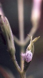 mealybugs on violet ruellia
