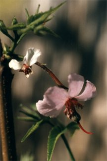 Mexican buckeye blossom