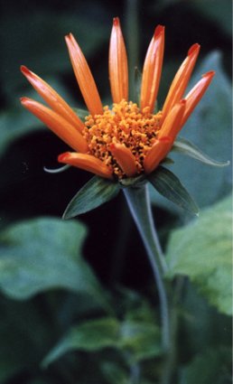 Mexican sunflower with tube petals