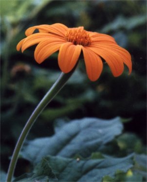 gold Mexican sunflower