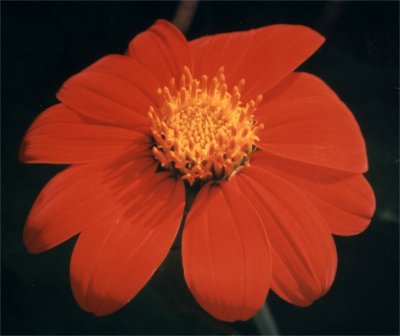 orange Mexican sunflower