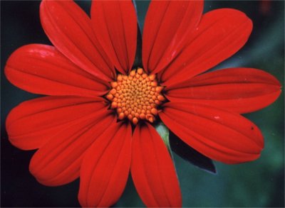 red Mexican sunflower