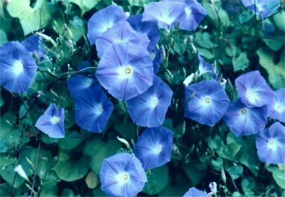 annual morning glories