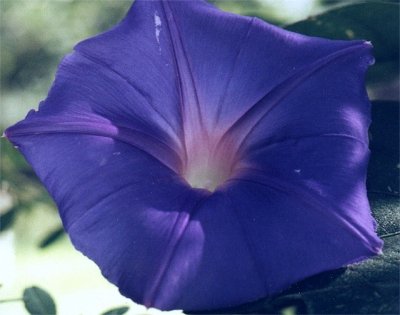 perennial morning glory