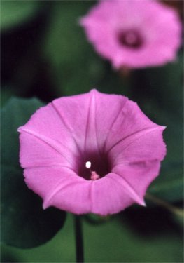 bindweed