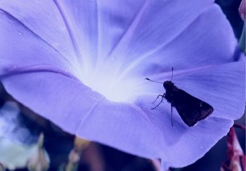 skipper butterfly on morning glory