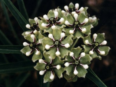 antelope-horns blossoms