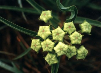 antelope-horns buds