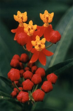 butterfly weed